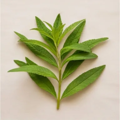 Lemon Verbena