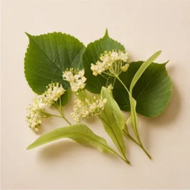 Lime (Linden) Blossom
