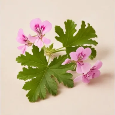 Rose Geranium