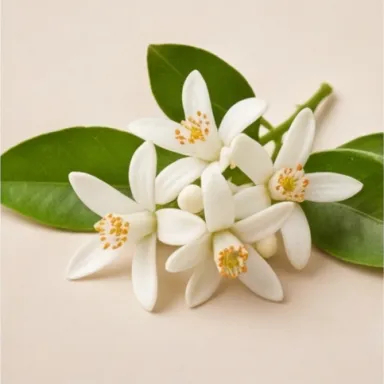 Orange Blossom