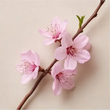 Peach Blossom