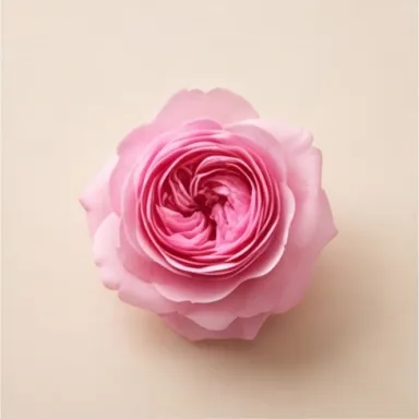 Turkish Rose