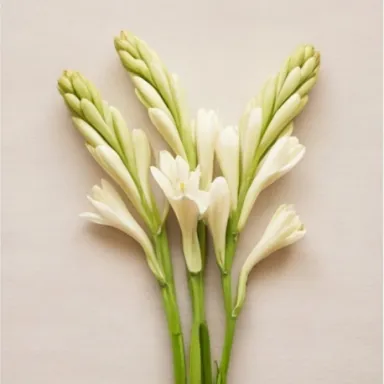 Tuberose