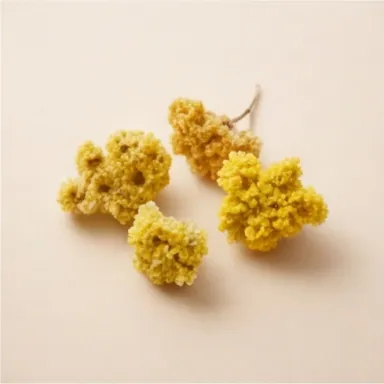 Immortelle