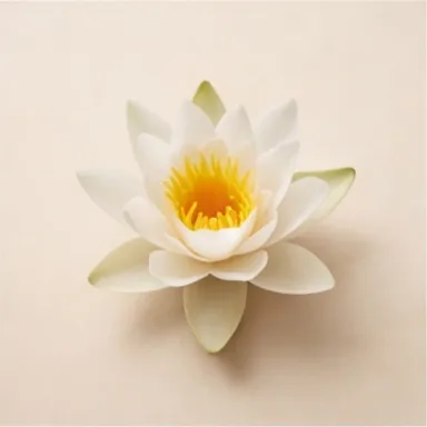 Water Lily