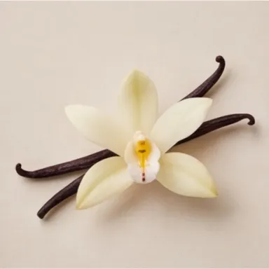 Vanilla Orchid