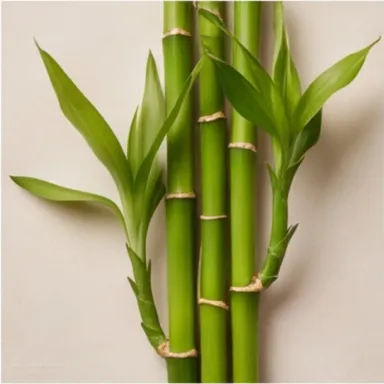 Bamboo