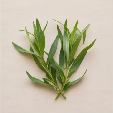 Tarragon