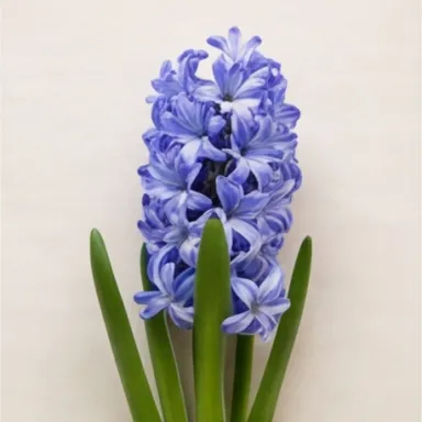 Hyacinth