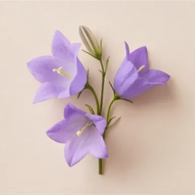 Bellflower