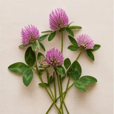 Clover