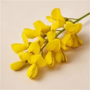 Broom