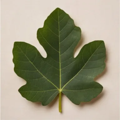 Fig Leaf