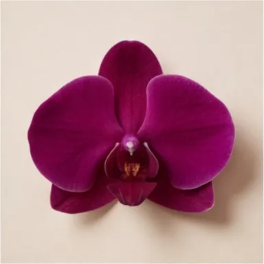Black Orchid
