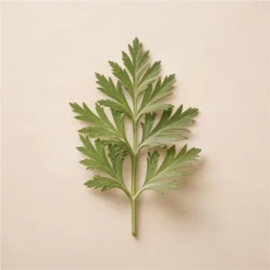 Artemisia