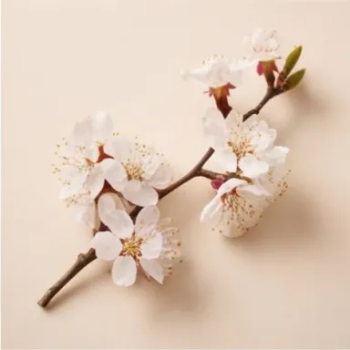 Almond Blossom