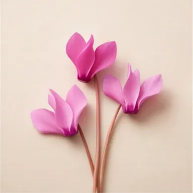 Cyclamen