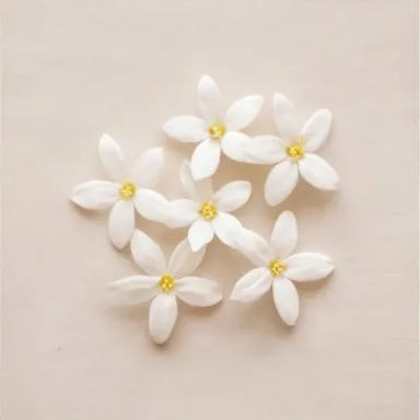 Egyptian Jasmine