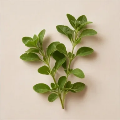 Marjoram