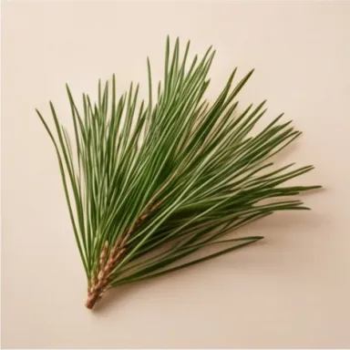 Pine needles