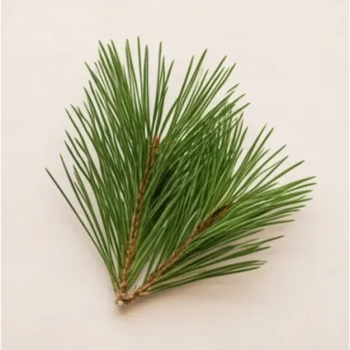 Pine