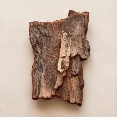 Atlas Cedar