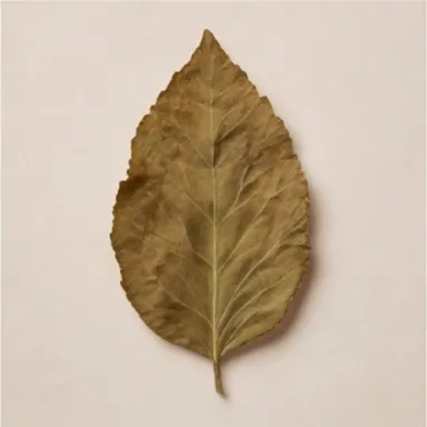 Indonesian Patchouli Leaf