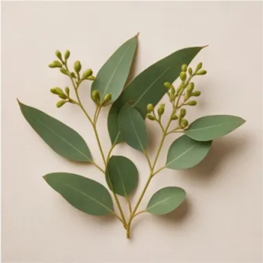 Eucalyptus