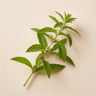 Verbena