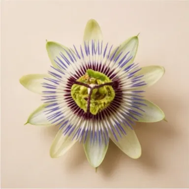 Passion Flower