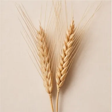 Wheat
