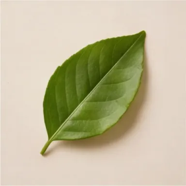 Lemon Leaf