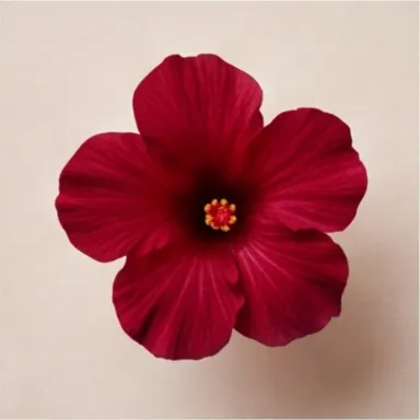 Hibiscus