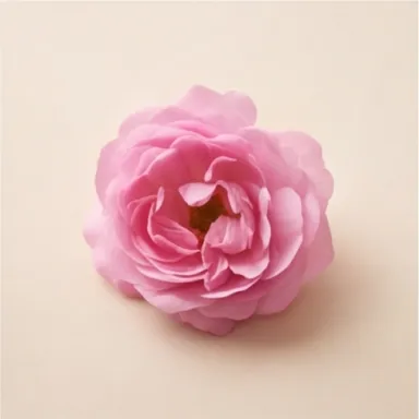 May Rose