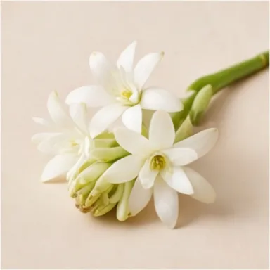 Indian Tuberose