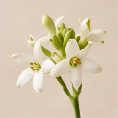 Tobacco Blossom
