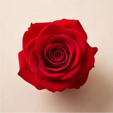 Red Rose