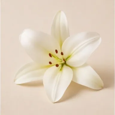 White Lily