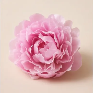 Pink Peony