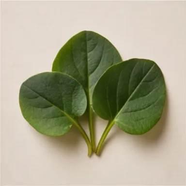 Violet Leaves