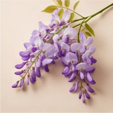Wisteria