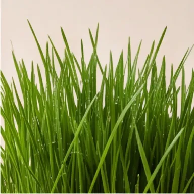Green Grass