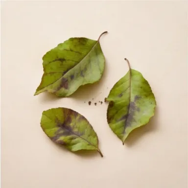 Green Leaves