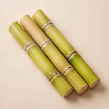 Sugar Cane