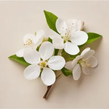 Apple Blossom