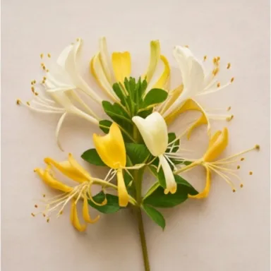 Honeysuckle