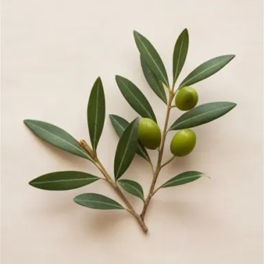 Olive Tree