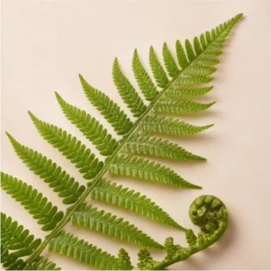 Fern