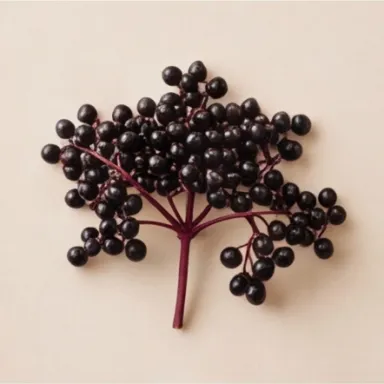 Black Elder