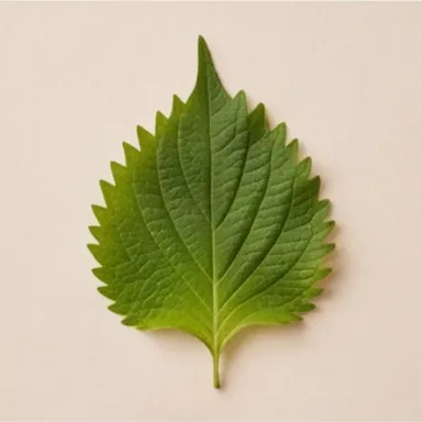 Shiso